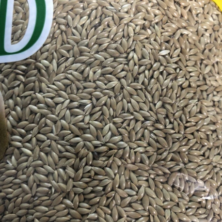 Alpiste 20kg - Manitoba â Image 2